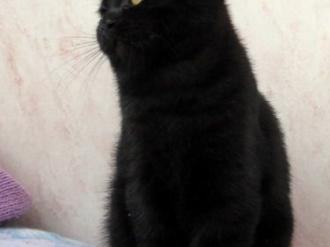 Британские чёрные котята из питомника